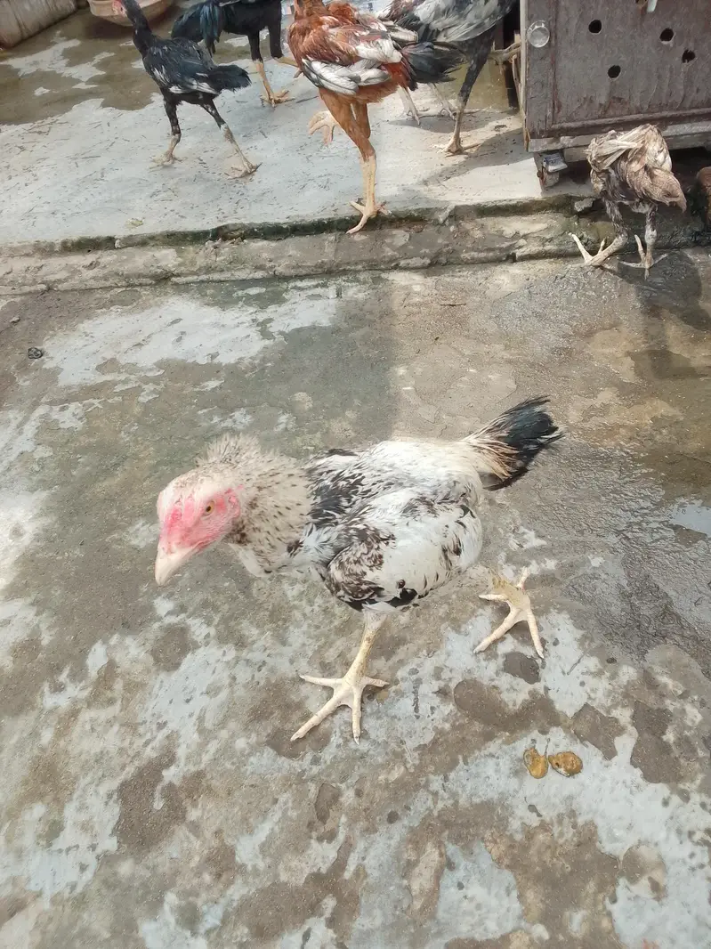 hight 18 to 20 inch high quality chicks — photo 2