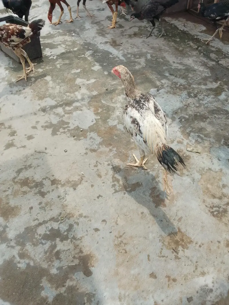 hight 18 to 20 inch high quality chicks — photo 3