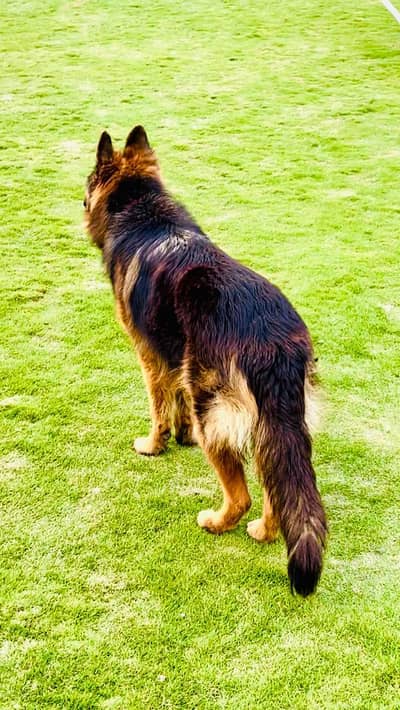 urgent sale best dog