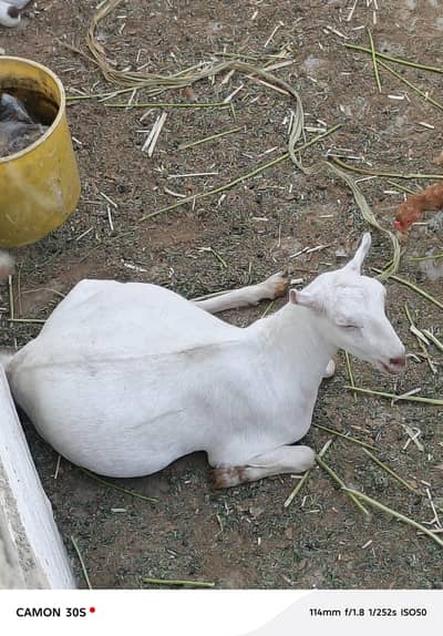 bakri 25 din k bache k sath (Bacha Male)