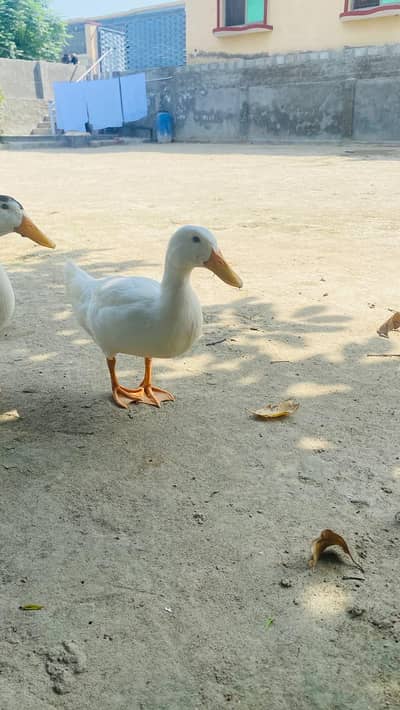 4 Ducks for sale