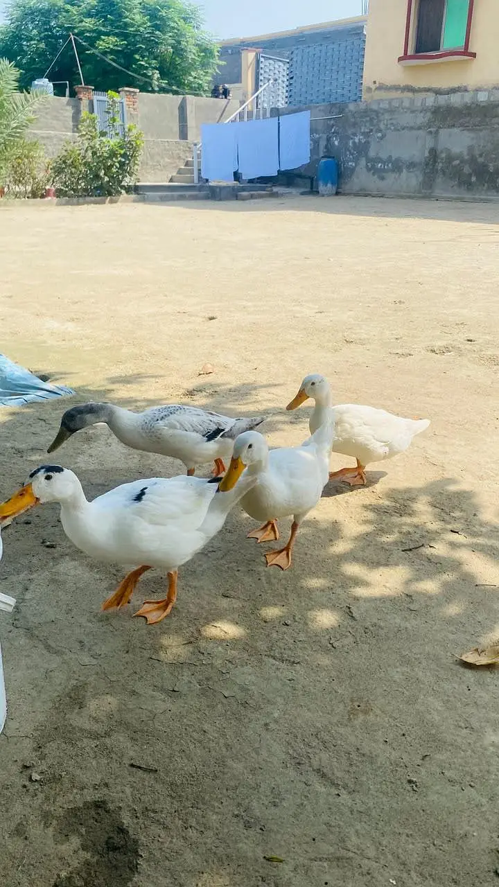 4 Ducks for sale — photo 2