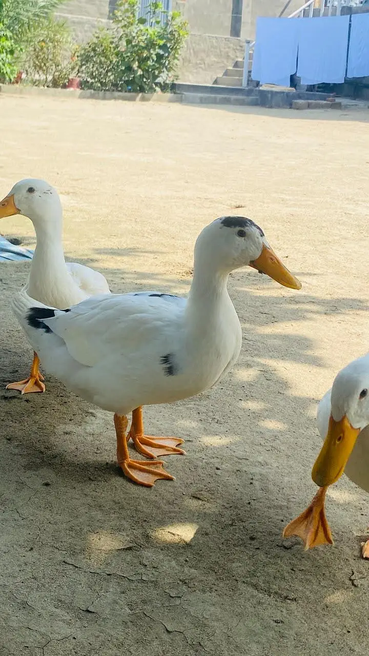 4 Ducks for sale — photo 3