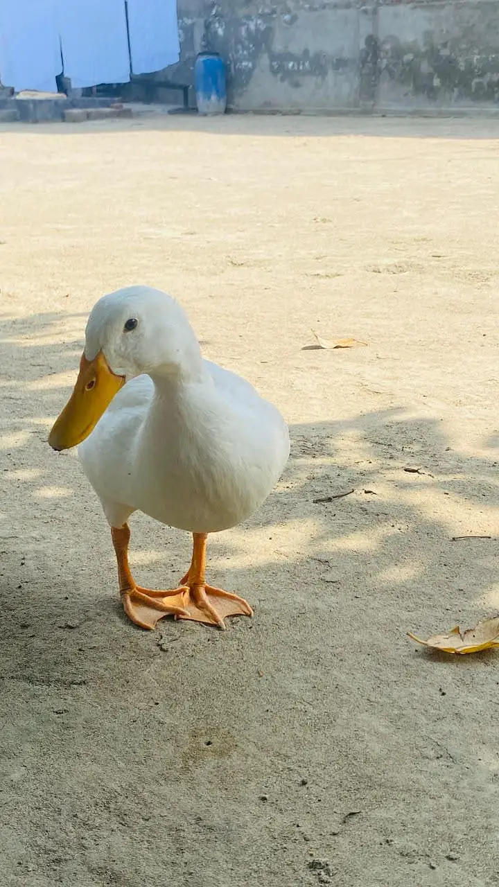 4 Ducks for sale — photo 4