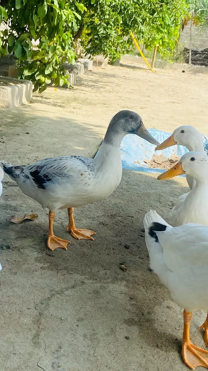 4 Ducks for sale — photo 5