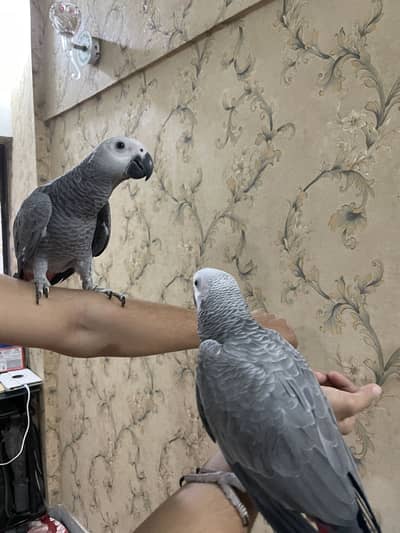 Grey partot congo size Male and female