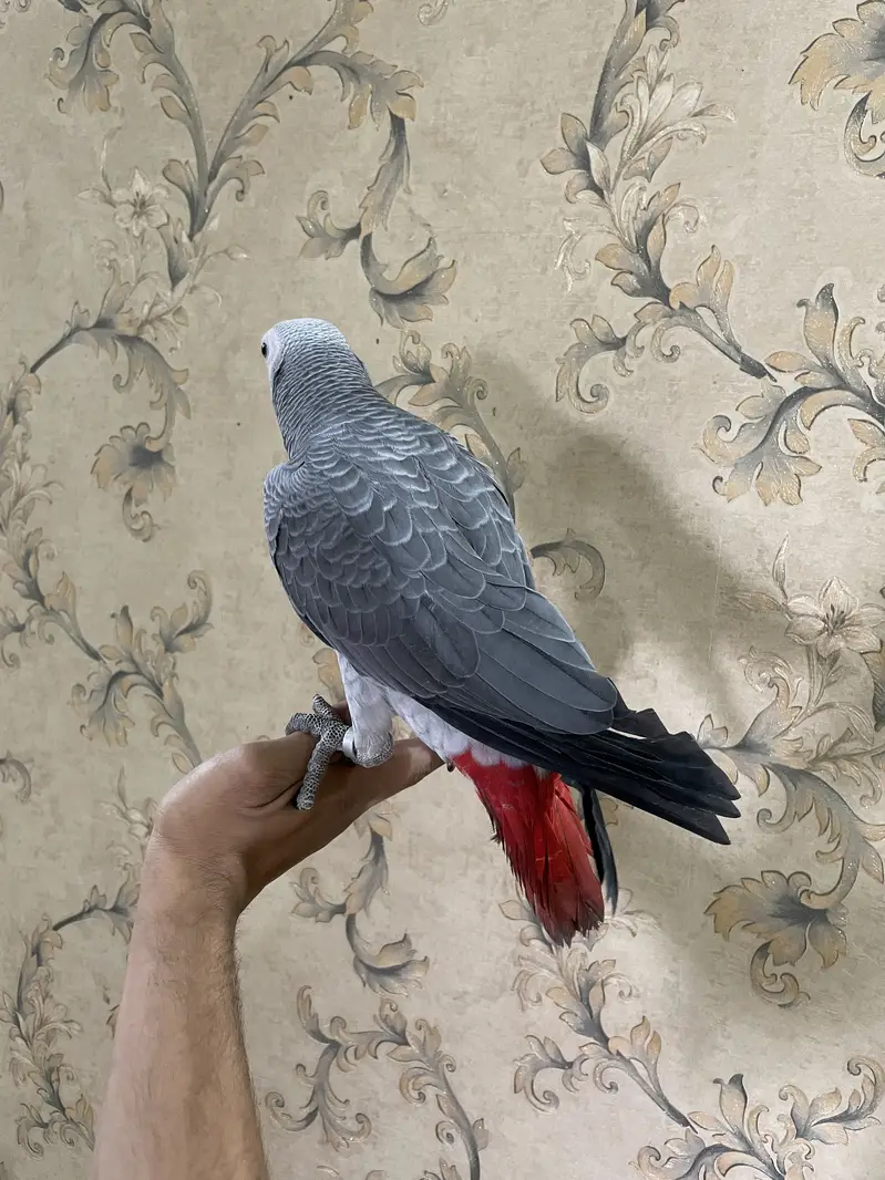 Grey partot congo size Male and female — photo 2