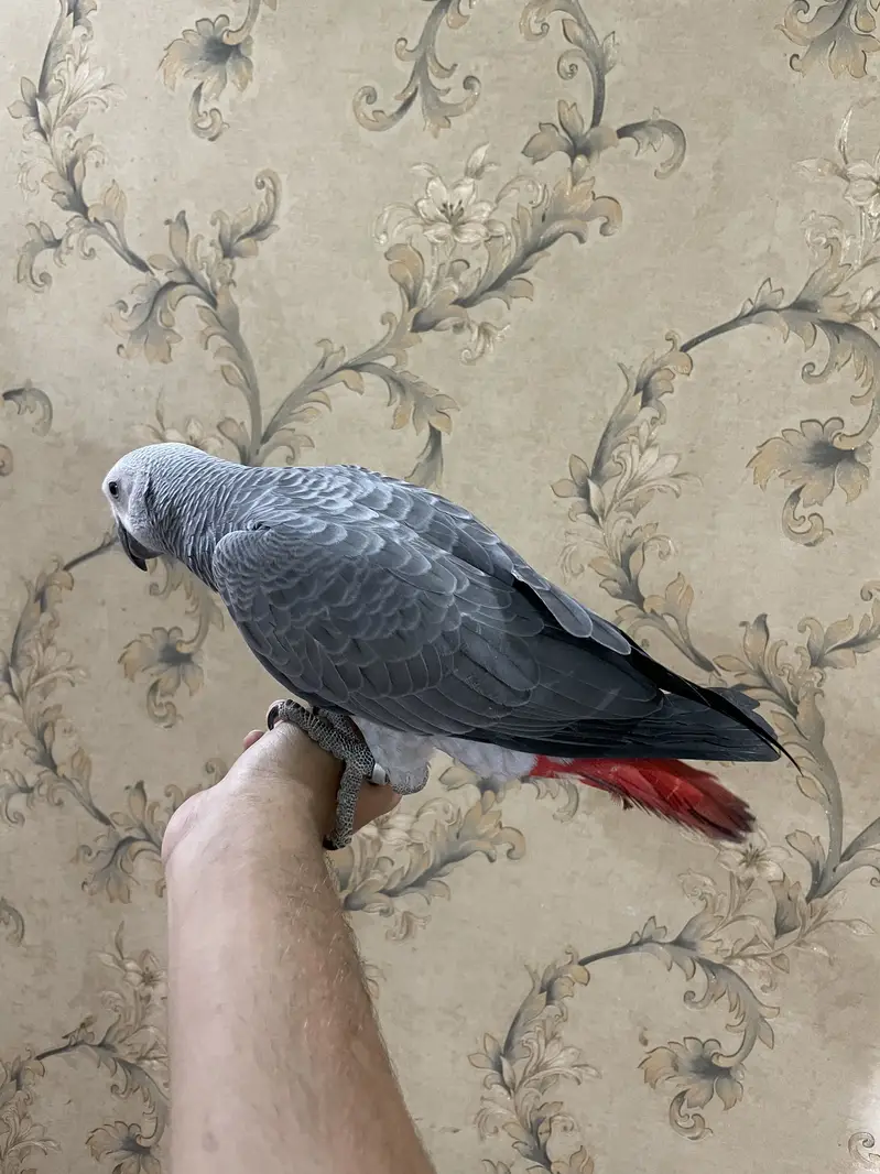 Grey partot congo size Male and female — photo 3
