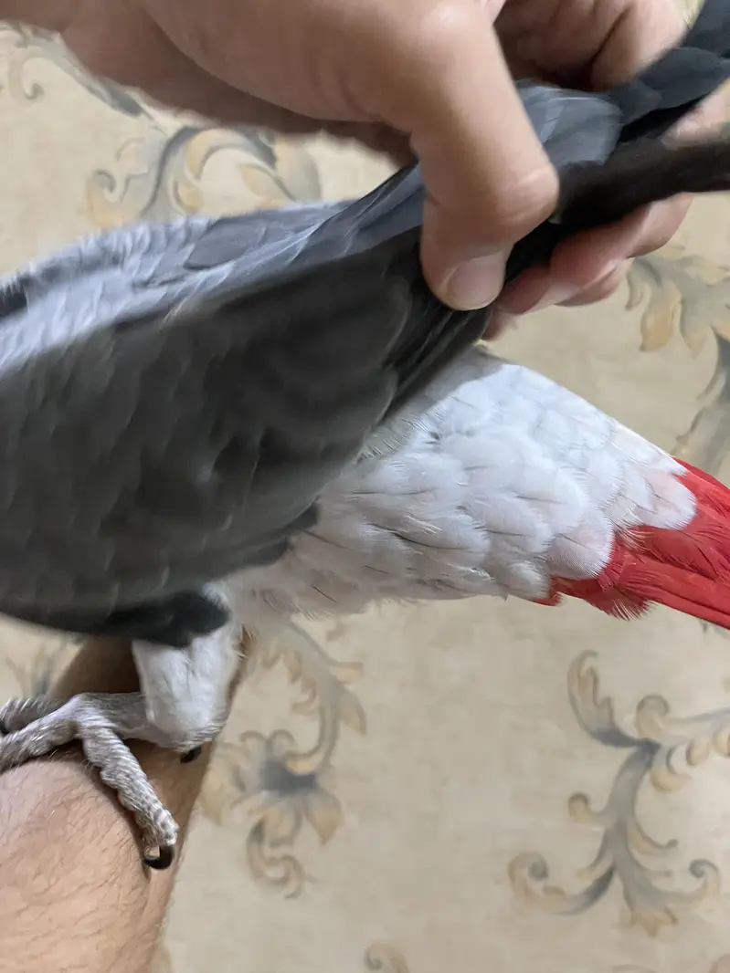 Grey partot congo size Male and female — photo 5
