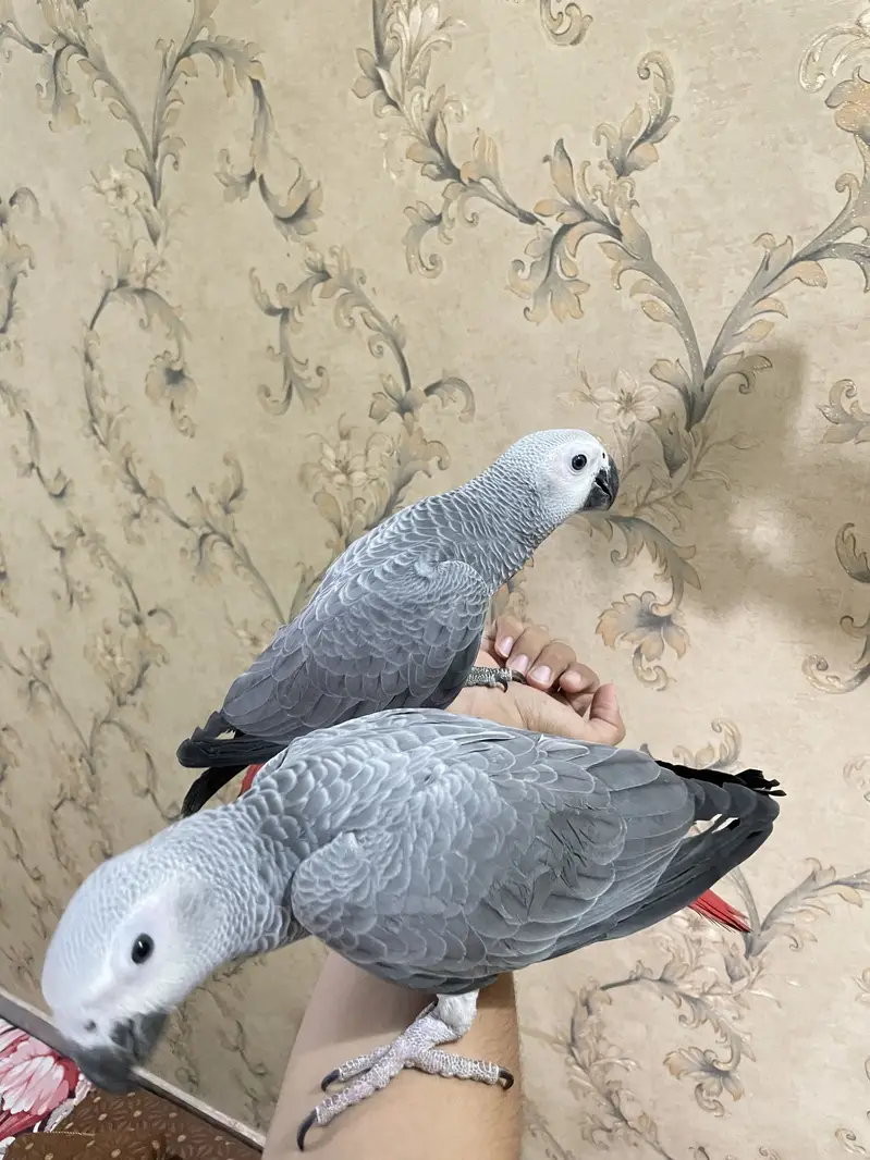 Grey partot congo size Male and female — photo 7