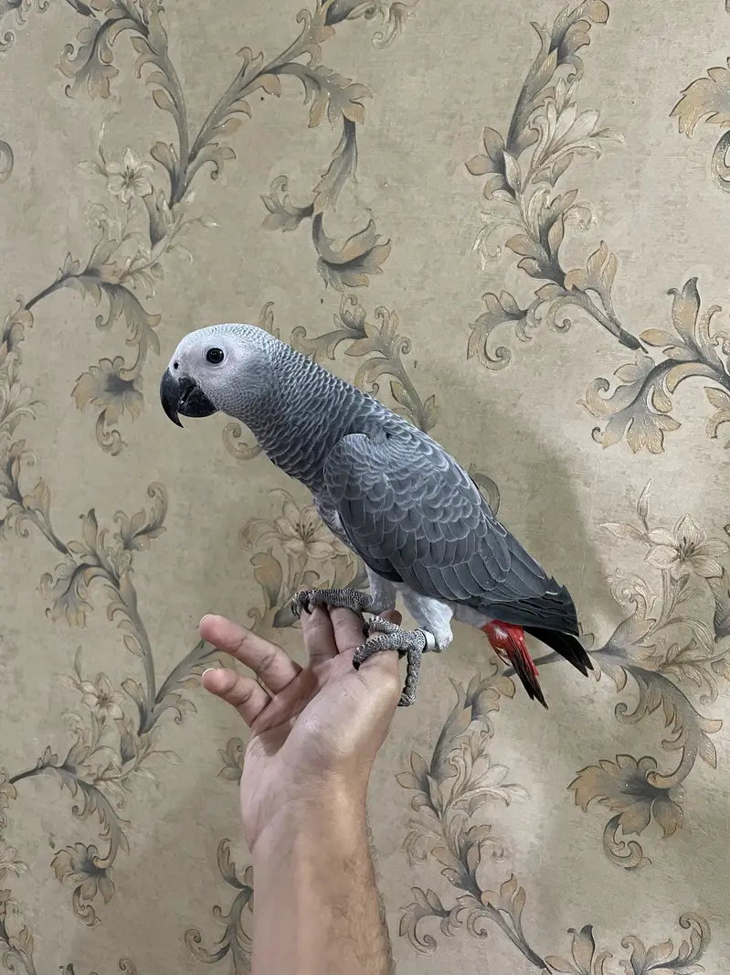 Grey partot congo size Male and female — photo 8