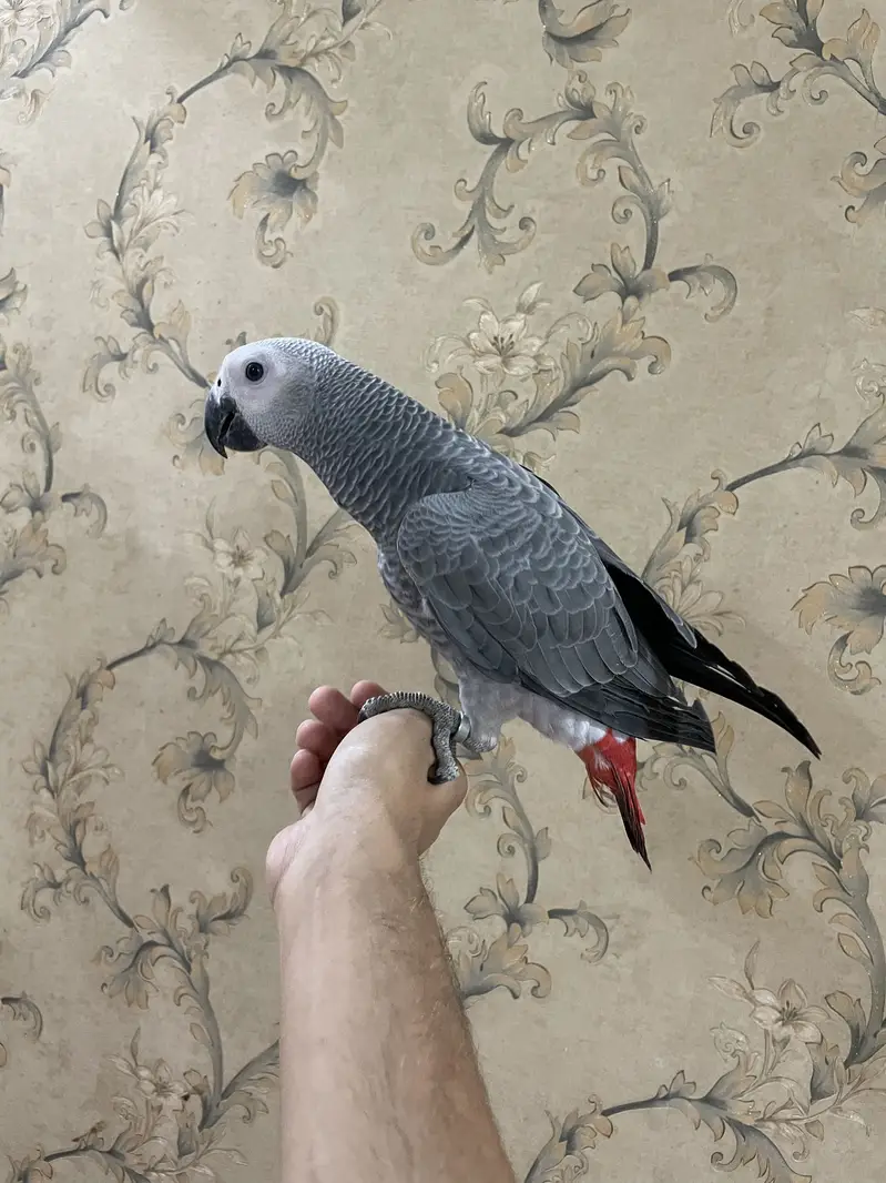 Grey partot congo size Male and female — photo 9