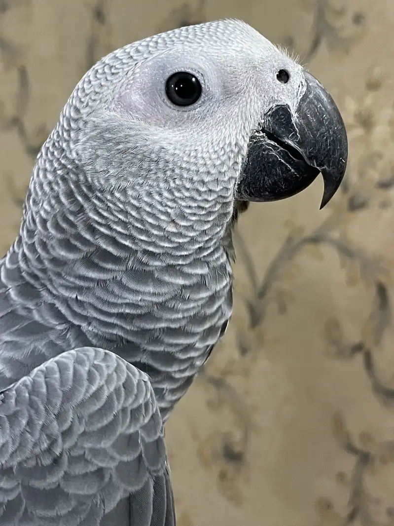 Grey partot congo size Male and female — photo 10