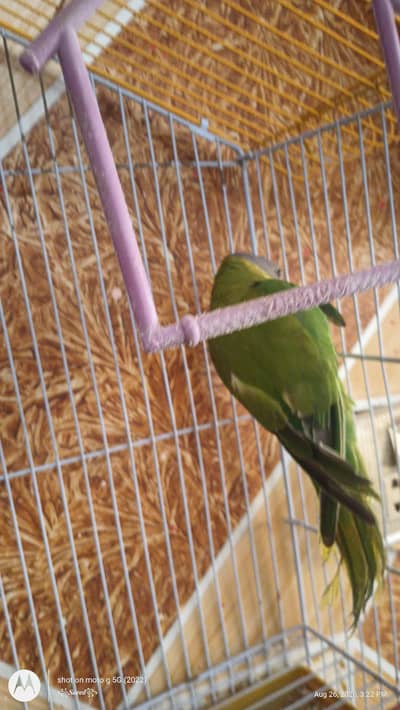 plum headed haded and gray headed parrot