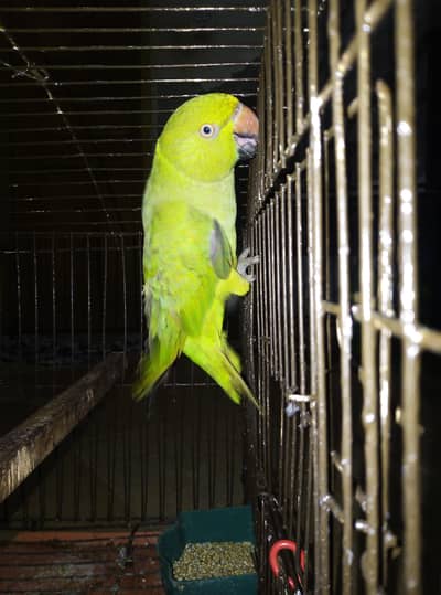 Parrot for sale with cage 03175389355