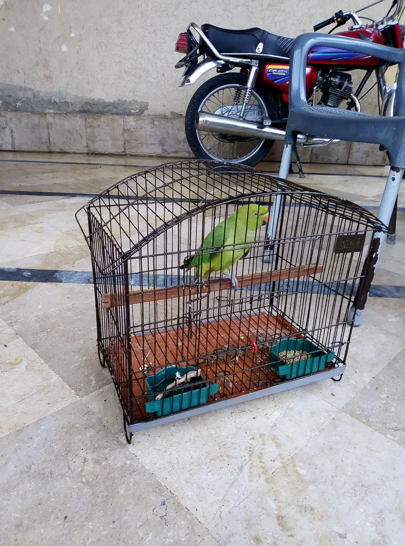 Parrot for sale with cage 03175389355 — photo 2