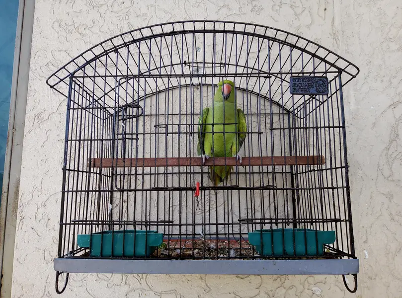 Parrot for sale with cage 03175389355 — photo 3