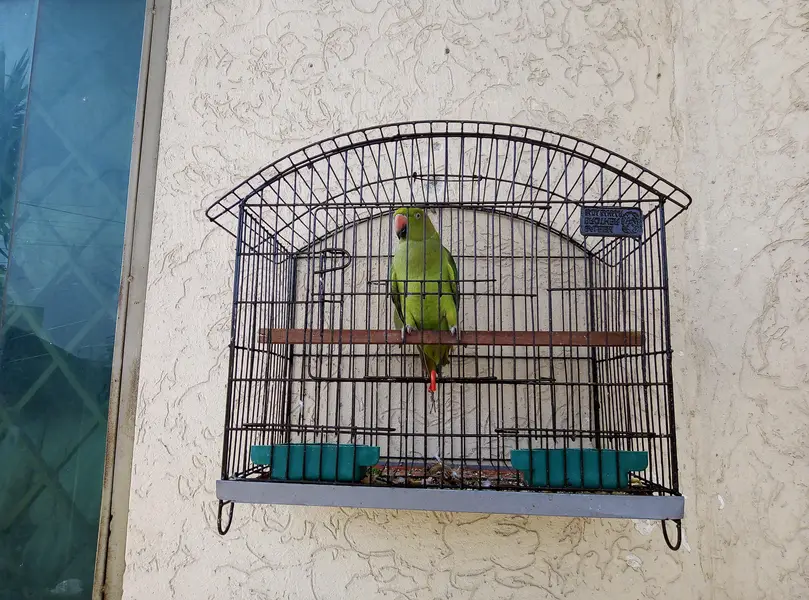 Parrot for sale with cage 03175389355 — photo 4