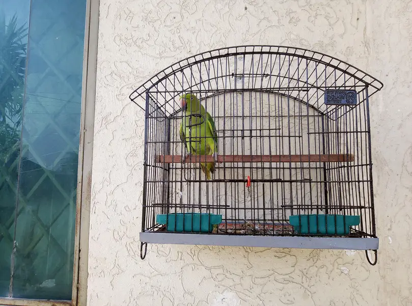 Parrot for sale with cage 03175389355 — photo 5