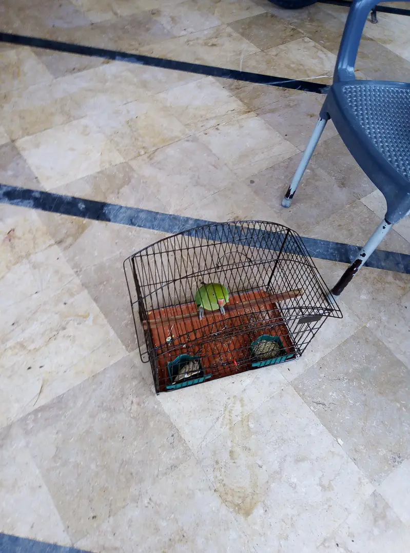 Parrot for sale with cage 03175389355 — photo 6