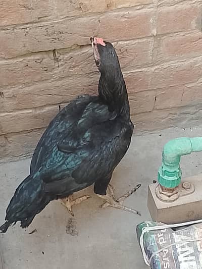 aseel Heera for sale 5000