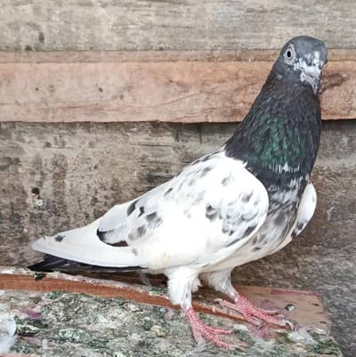 Feroz Puri Teddy Cross Pigeons Kabootar