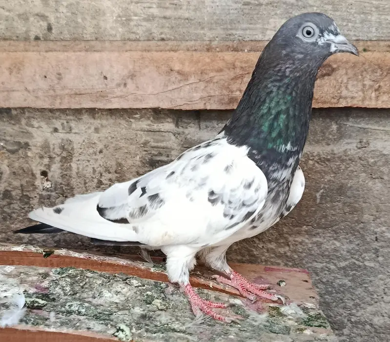 Feroz Puri Teddy Cross Pigeons Kabootar — photo 2