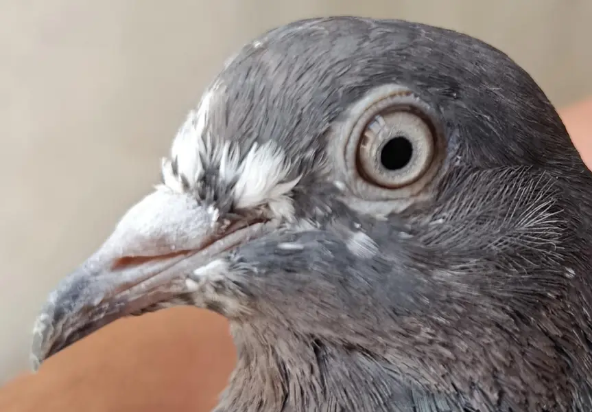 Feroz Puri Teddy Cross Pigeons Kabootar — photo 3