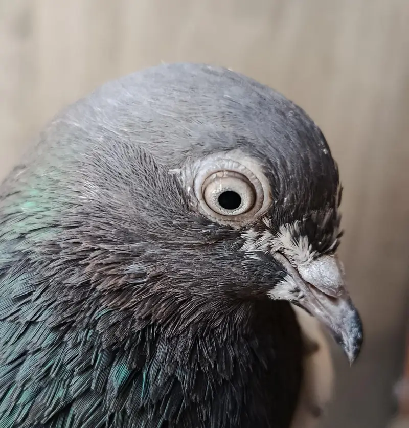 Feroz Puri Teddy Cross Pigeons Kabootar — photo 4