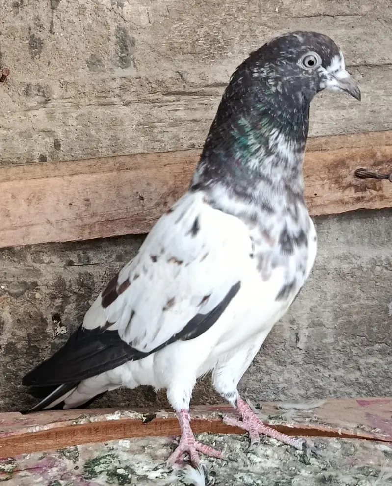 Feroz Puri Teddy Cross Pigeons Kabootar — photo 5