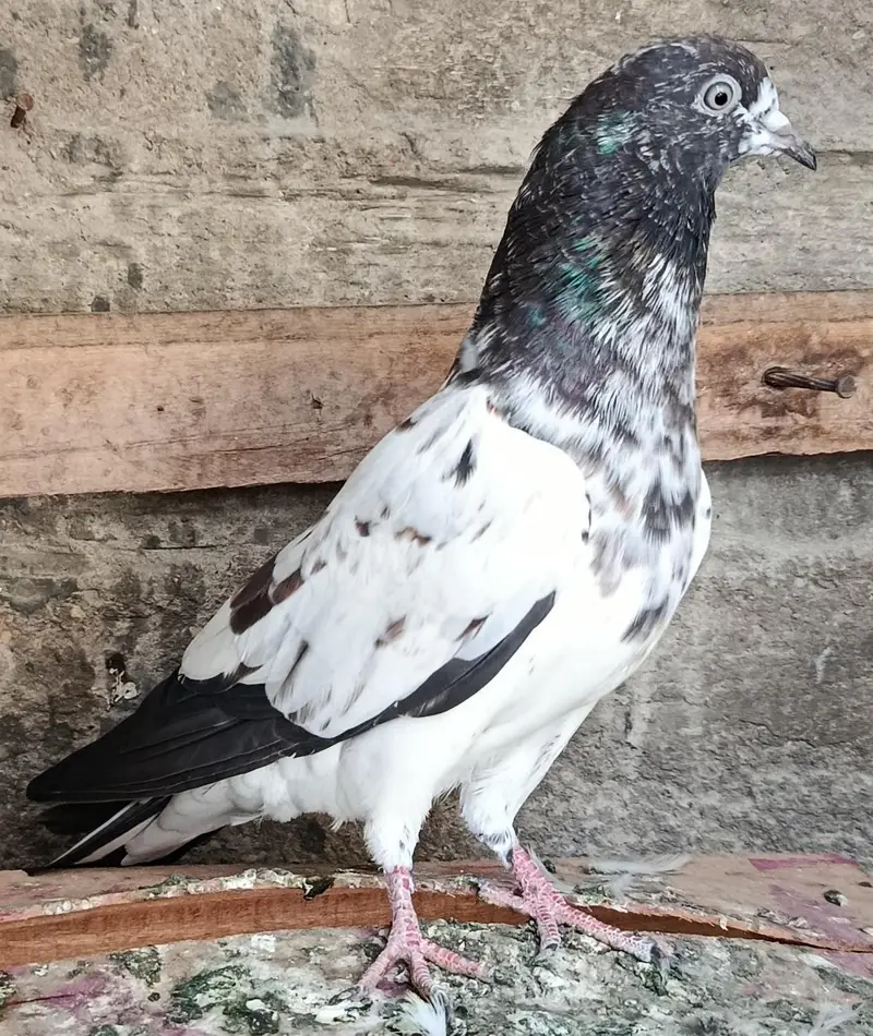 Feroz Puri Teddy Cross Pigeons Kabootar — photo 6