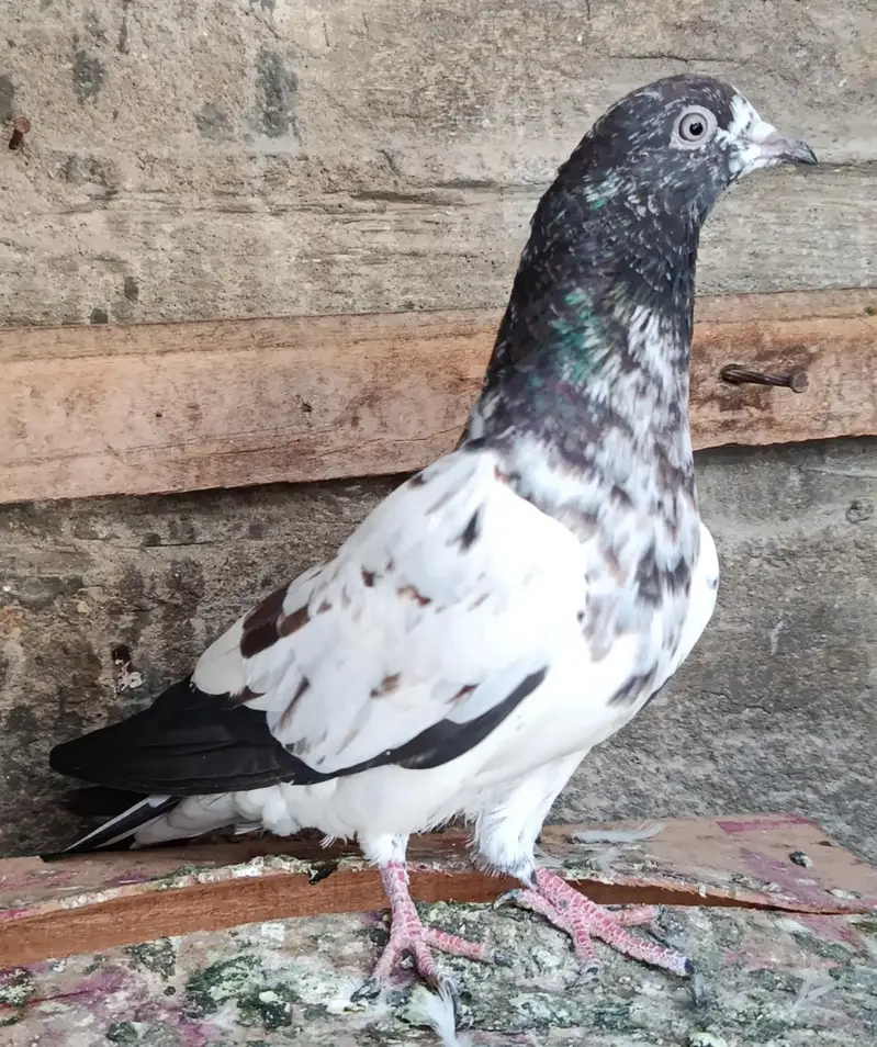 Feroz Puri Teddy Cross Pigeons Kabootar — photo 7