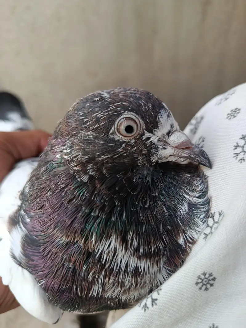 Feroz Puri Teddy Cross Pigeons Kabootar — photo 8