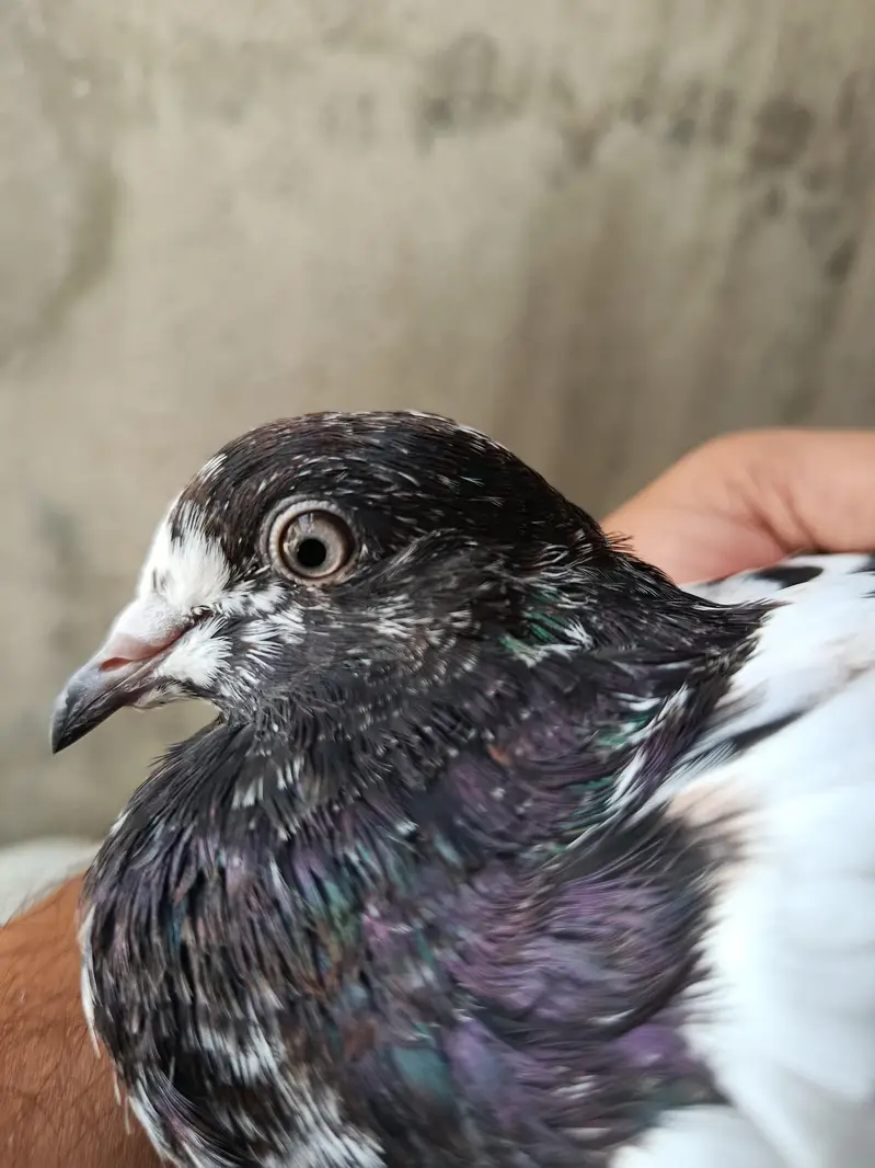 Feroz Puri Teddy Cross Pigeons Kabootar — photo 9