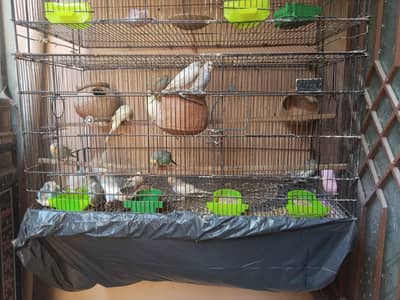 Mega bird sale