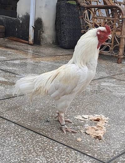 Rare Lasani Breeder 0/333/55/76/360/