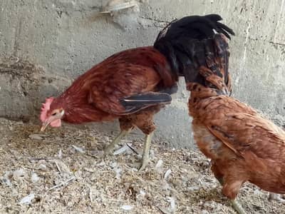 Desi hens eggs leaning