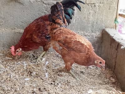 Desi hens eggs leaning