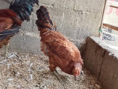 jumbo Desi hens eggs leaning