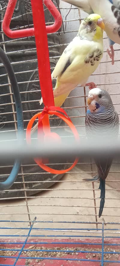 Home care birds