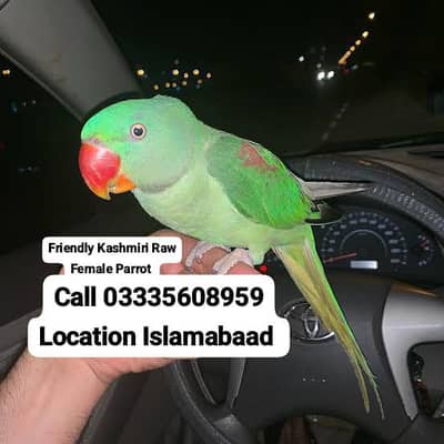 Hand Tamed Full Friendly Kashmiri Raw Female Parrot Jumbo Size