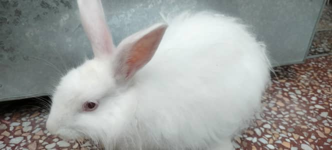 angora rabbit urgent sale