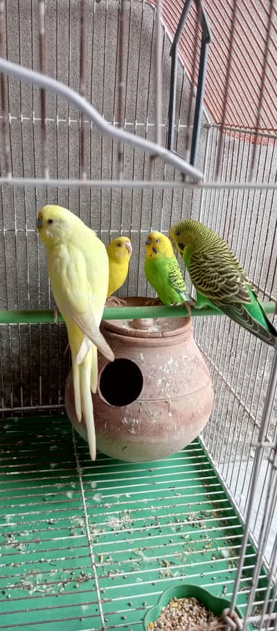Budgie Parrot 2 Pair For Sale