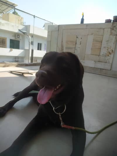 british Labrador female