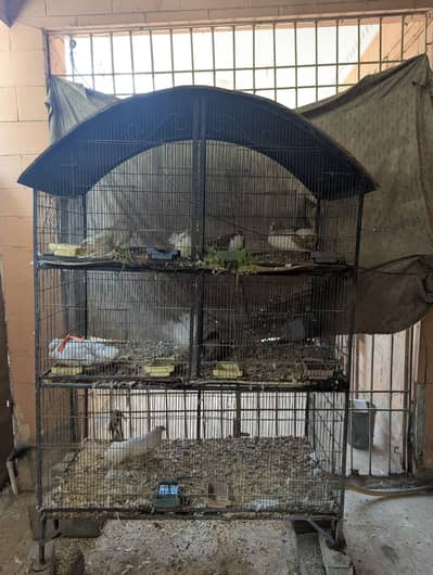 Cage For Hens and Birds