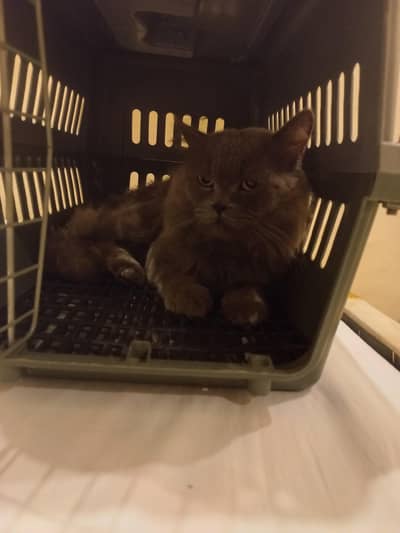 Persian triple coat