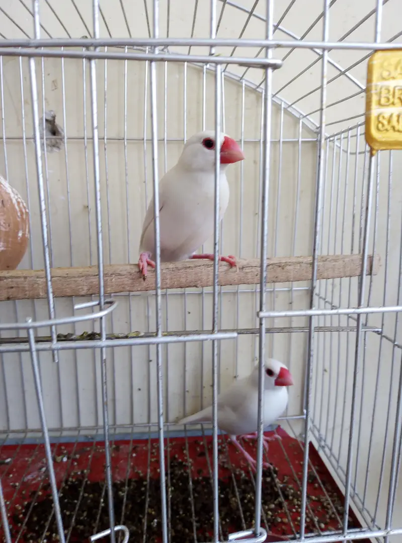 White java breeder pair for sale with cage and doli 03175389355