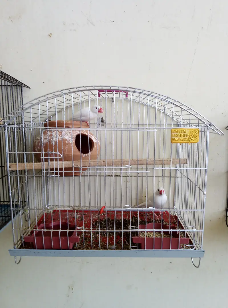 White java breeder pair for sale with cage and doli 03175389355 — photo 2