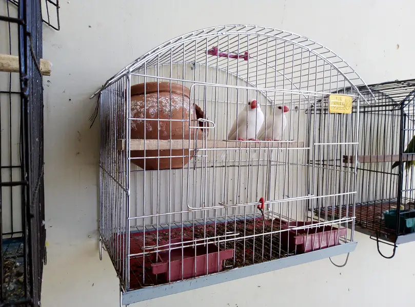 White java breeder pair for sale with cage and doli 03175389355 — photo 3