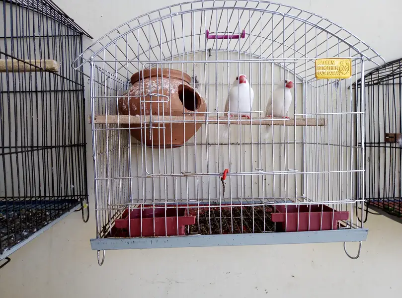White java breeder pair for sale with cage and doli 03175389355 — photo 4